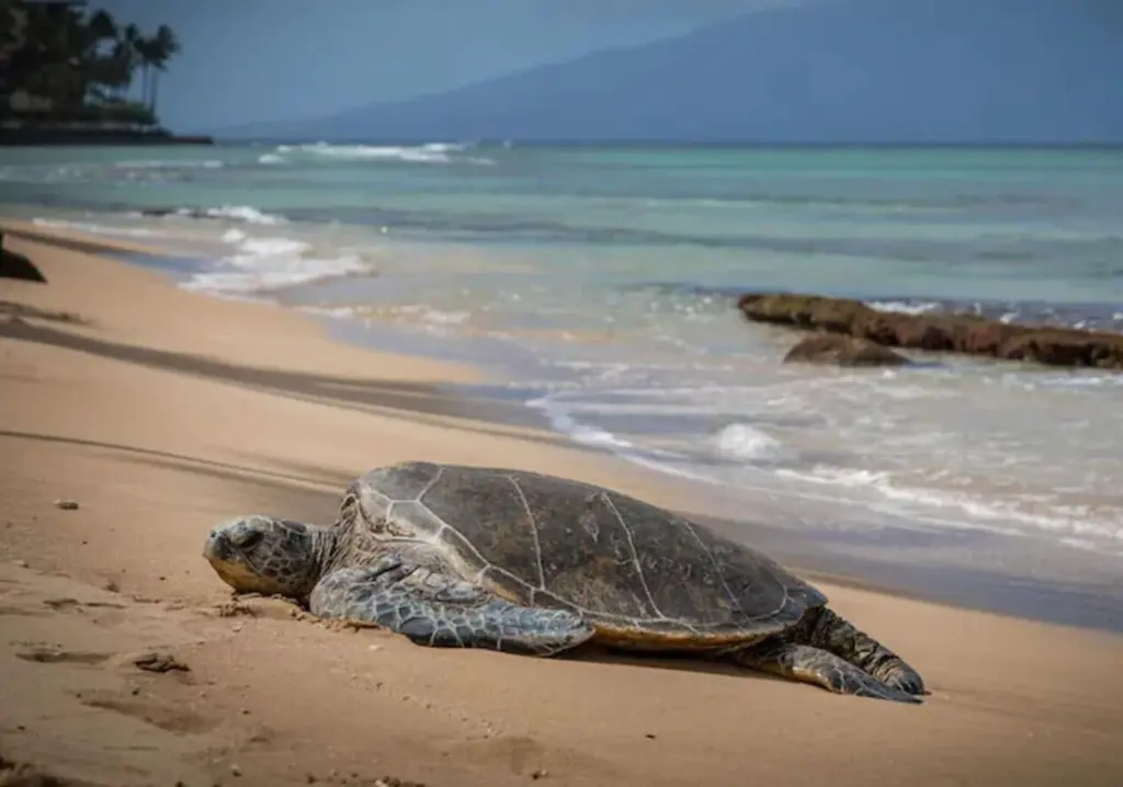 123155 310270 uGv3bp6zZpv5xyK mUp2RNI0I6 CYQoAojYzzcOkb g 66eca66c34e9b.jpg